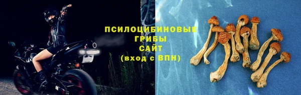 прущие грибы Зеленокумск